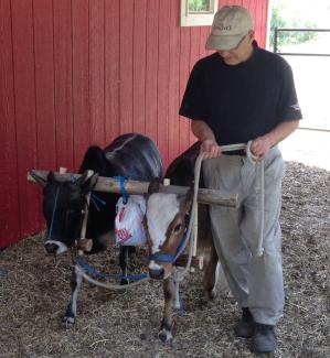 Yoginath prabhu training ox