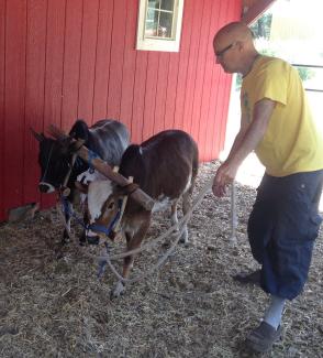 Daivata prabhu training ox