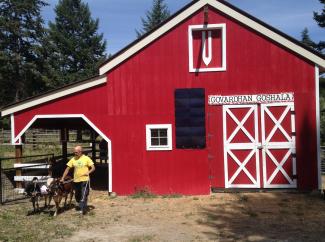 training ox at Govardhana Goshalla