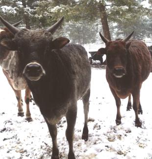 zebus in snow at Govardhan Goshala