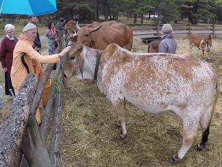BRS and Revati cow