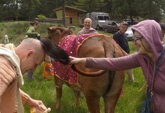 Maharaj and Surabhi cow's tail