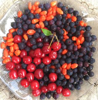 berry fruits