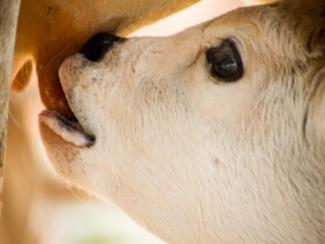milking calf