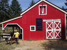 training ox at Govardhana Goshalla