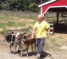 Daivata prabhu training ox