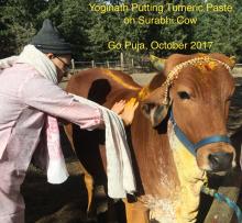 Putting tumeric on Surabhi cow