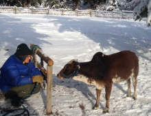 Daivata and Dharma the ox 