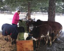 Feeding Cows at Govardhan Goshala