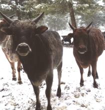 zebus in snow at Govardhan Goshala
