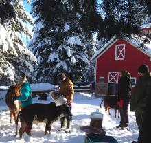 Go Puja at Govardhana Goshala